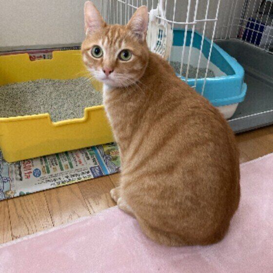 トイレの前に座る猫