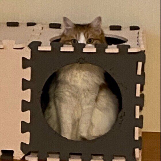 隠れるサイベリアン