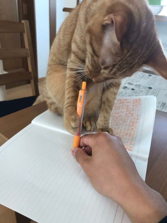 ボールペンをさわる猫