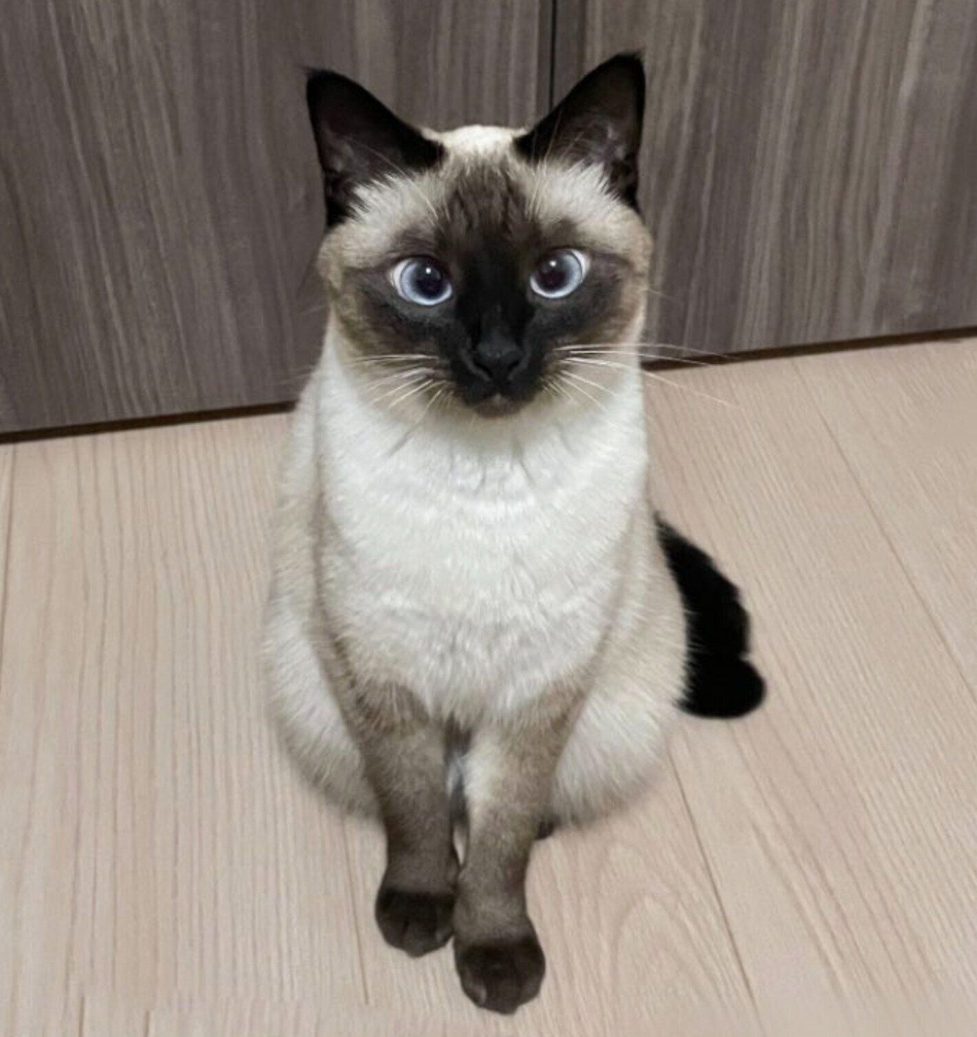 上品な座り方をするすずりちゃん