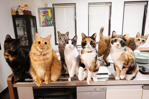 勢揃いする愛猫たち