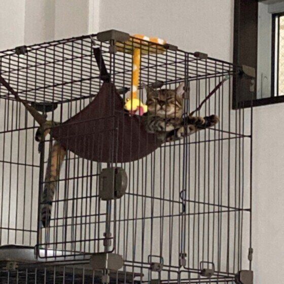 ベンガルのメイちゃん