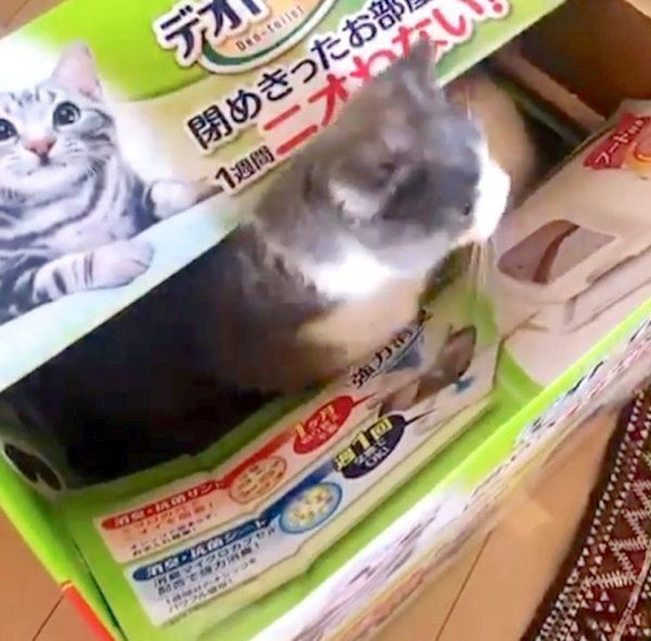 箱の中から顔を出すドラ千代くん