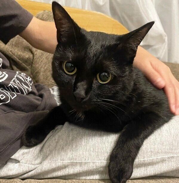 長男くんに乗っかってリラックスするモナちゃん