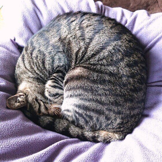 玄くん（MIX　キジトラ）