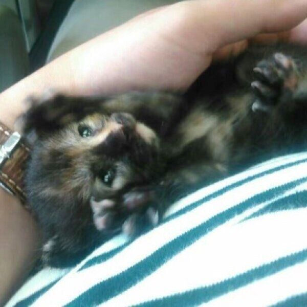 保護当時のサビーちゃん