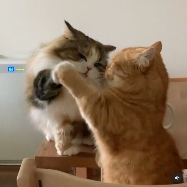 マグカップのそばでじゃれ合うメイちゃん、ももたくん