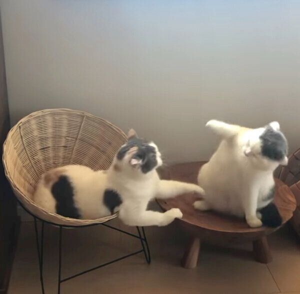 ねね子ちゃんに拒否られるカツヲくん