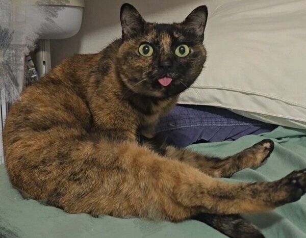 シュールなポーズで見つめるしゃけちゃん