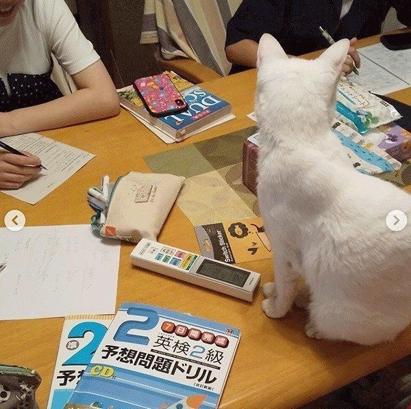 宿題をしているか見張る猫