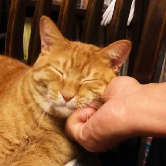 茶トラのニャッキ