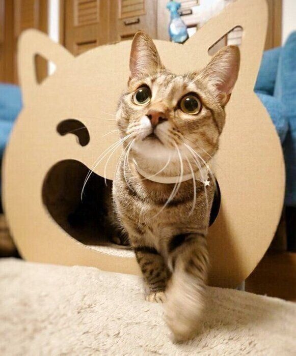 歩くもなちゃん