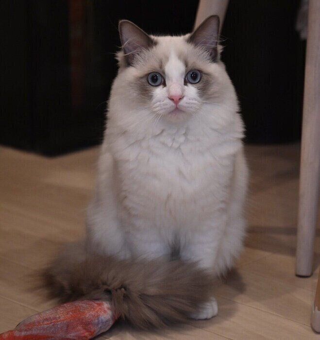 置物みたいに固まるシャルくん