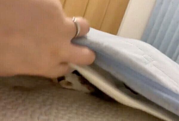 敷きパッドの下には…