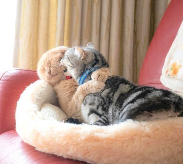 仲良しなアメリカンショートヘアとスコティッシュフォールド