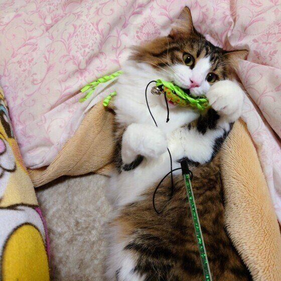 ノルウェージアンフォレストキャットのノアちゃん