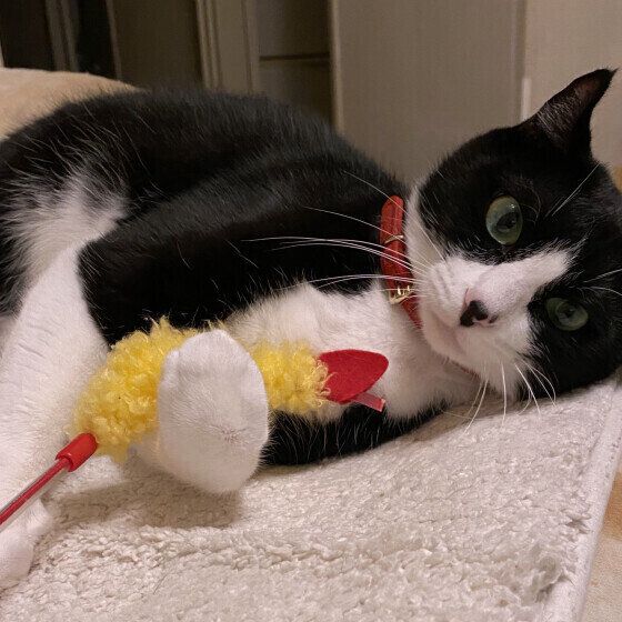 黒×白のゆきちゃん