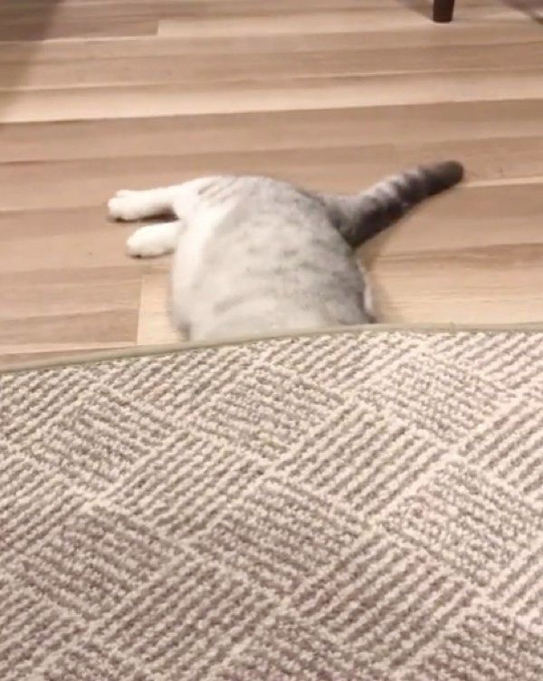 夢中になるスコティッシュフォールド