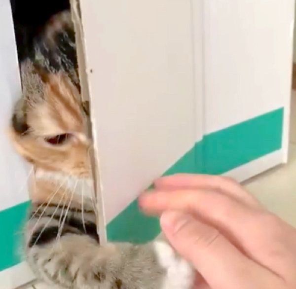 ダンボールハウスで遊ぶマンチカン