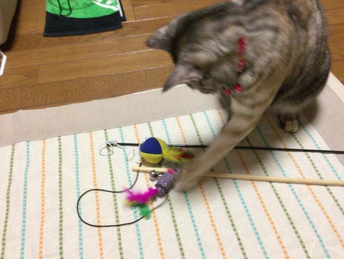 燈ちゃんの猫パンチ