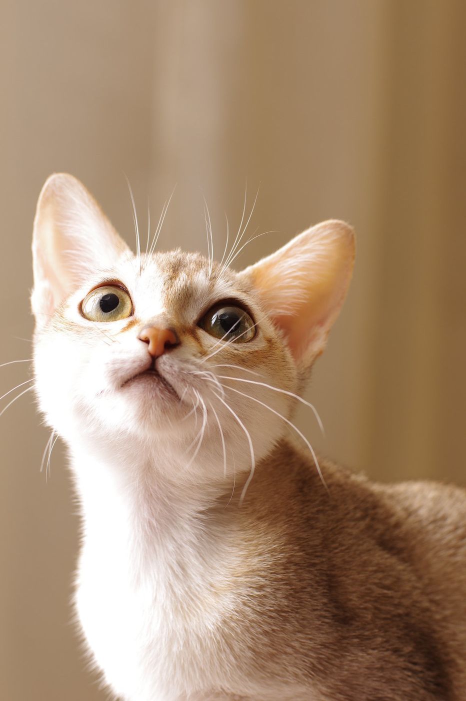 聞こえない声で 鳴く 猫の サイレントニャー に迫ってみた ねこのきもちweb Magazine 聞こえない声で 鳴く 猫の サイレントニャー に迫ってみた ねこのきもちweb Magazine