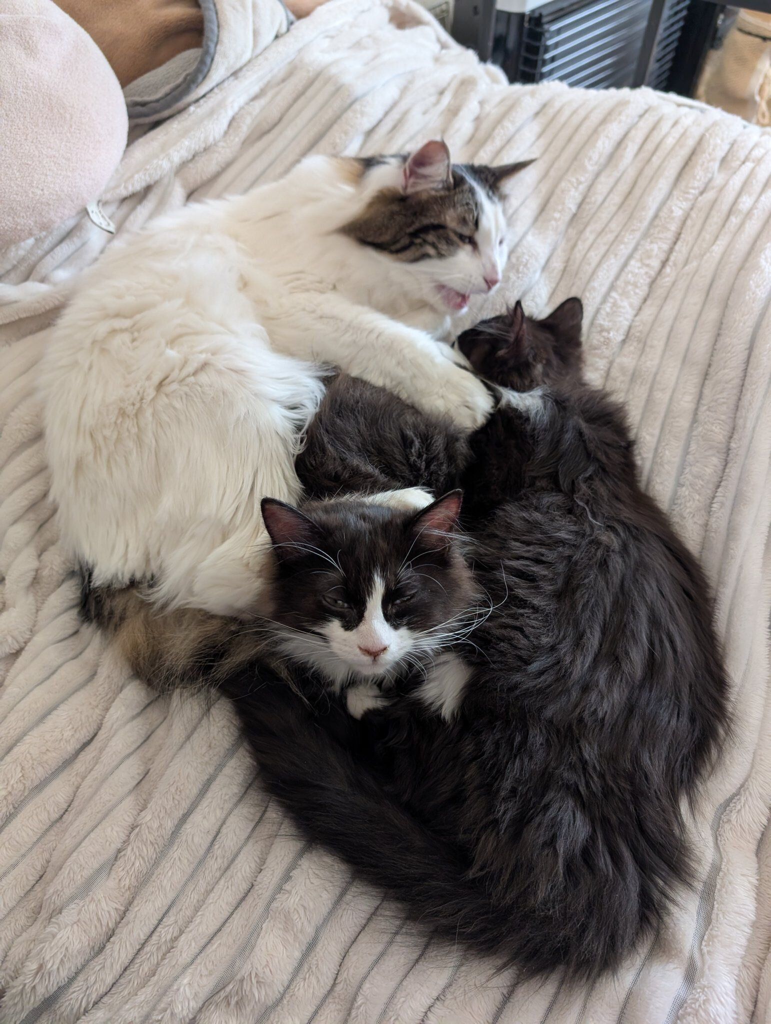 寄り添っている3匹の猫