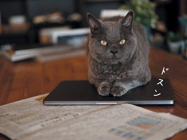 パソコンに乗る猫