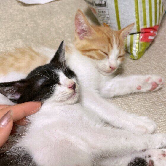 仲よく眠る2匹