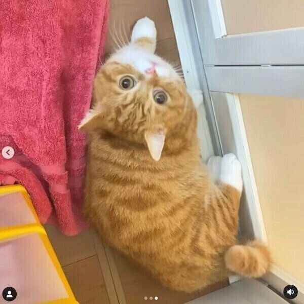 お風呂場で大好きなママを待つちくわくん