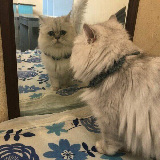 鏡を覗き見るペルシャ