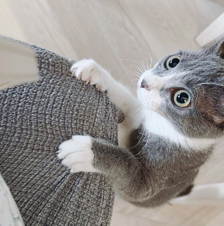 見つめるラテちゃん