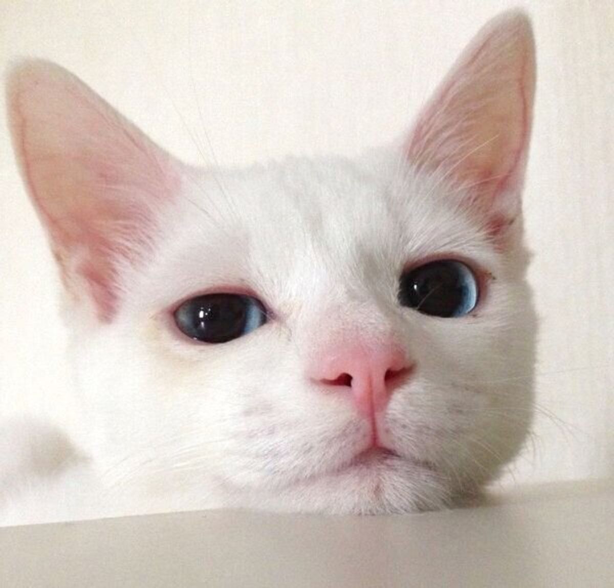 笑いすぎて苦しい 舌を出して爆睡しちゃう猫 飼い主も認める 愛猫の一番可愛い瞬間 だった ねこのきもちweb Magazine 笑いすぎて苦しい 舌を出して爆睡しちゃう猫 飼い主も認める 愛猫の一番可愛い瞬間 だった ねこのきもちweb Magazine