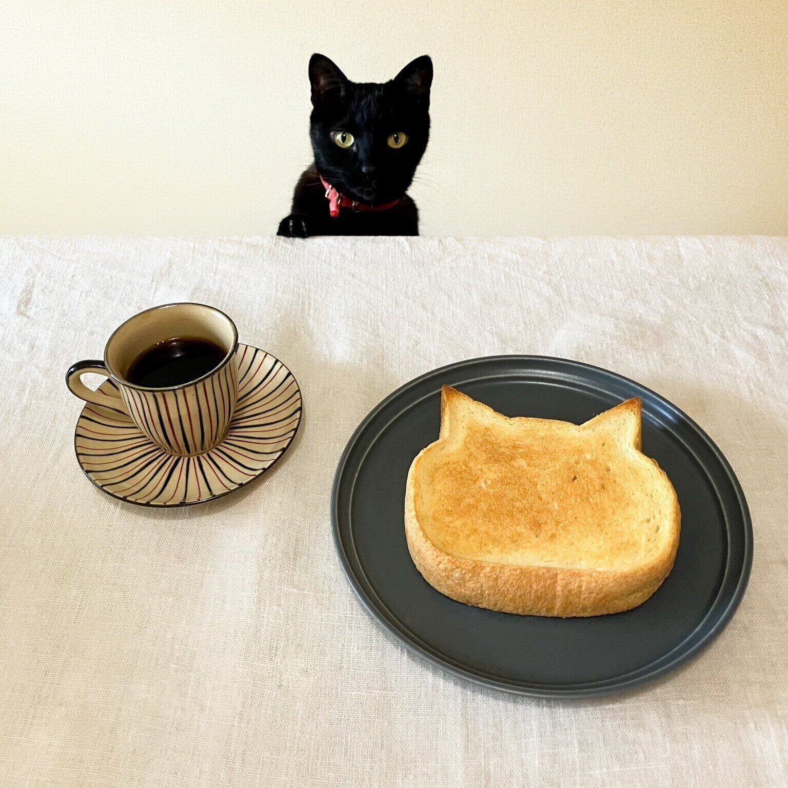 飼い主さんを見つめるやまとちゃん　かわいすぎる