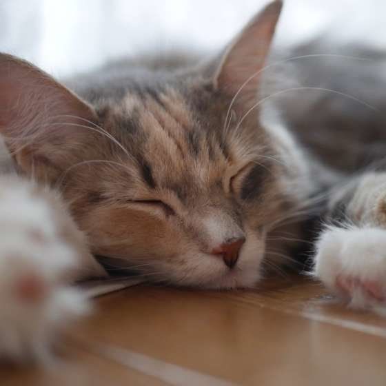 ノルンちゃん  ノルウェージアンフォレストキャット