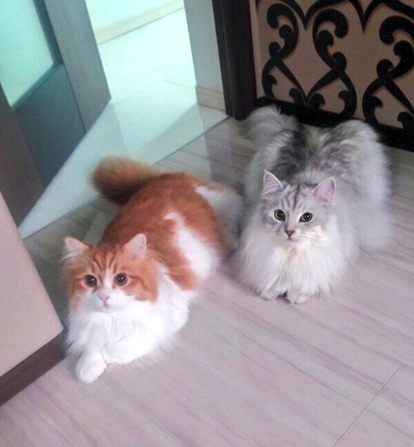 通せんぼするハッピーくん、アルジャンくん