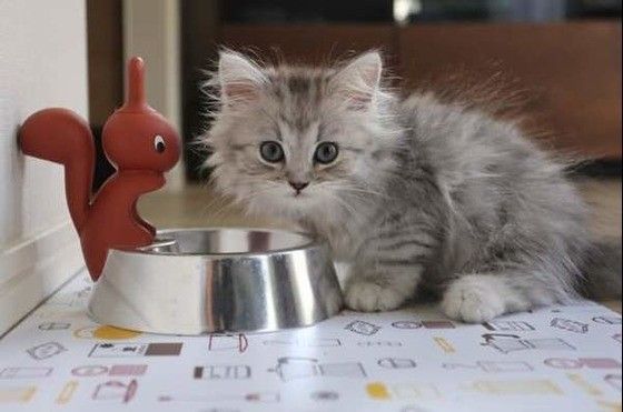 ラガマフィンのラーくん