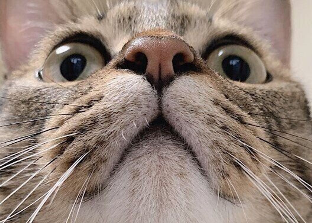 猫の鼻と肉球の色はほぼ一致 鼻 と ひげ袋 にまつわる豆知識6つ ねこのきもちweb Magazine 猫の鼻と肉球の色はほぼ一致 鼻 と ひげ袋 にまつわる豆知識6つ ねこのきもちweb Magazine