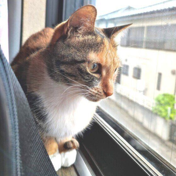 Mix（ミケ）の鈴ちゃん♪