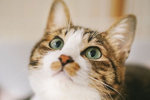 見上げる猫