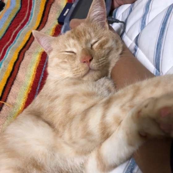 寄り添う茶トラ