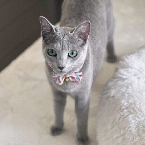 ロシアンブルーのリサリサちゃん♪