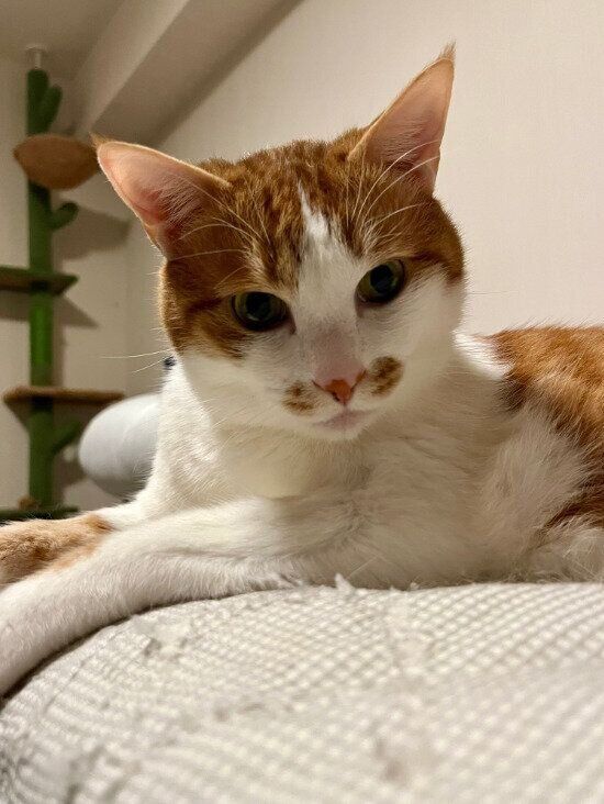 飼い主さんを見つめる猫