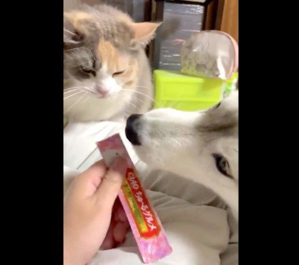 ちゅ〜るを食べるこのはちゃんとユキちゃん