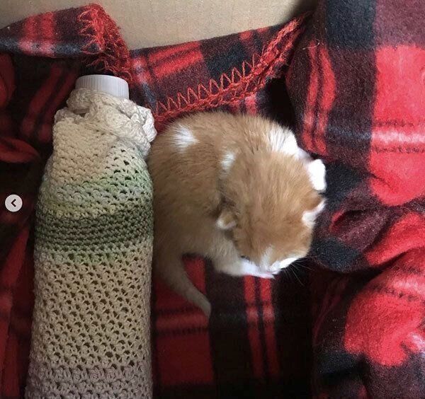 湯たんぽで眠るのぶおちゃん