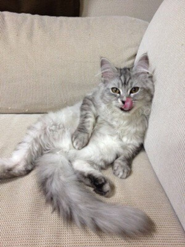 ラガマフィンの特徴と性格 飼い方 価格相場など 猫図鑑 ねこのきもちweb Magazine ラガマフィンの特徴と性格 飼い方 価格相場など 猫図鑑 ねこのきもちweb Magazine