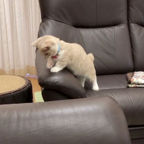 抜け毛と遊ぶ子猫