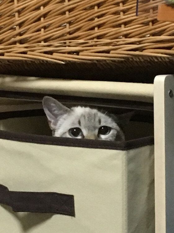 グレープちゃんのかくれんぼ