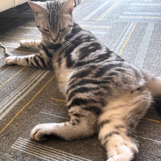 アメリカンショートヘアのりんくん