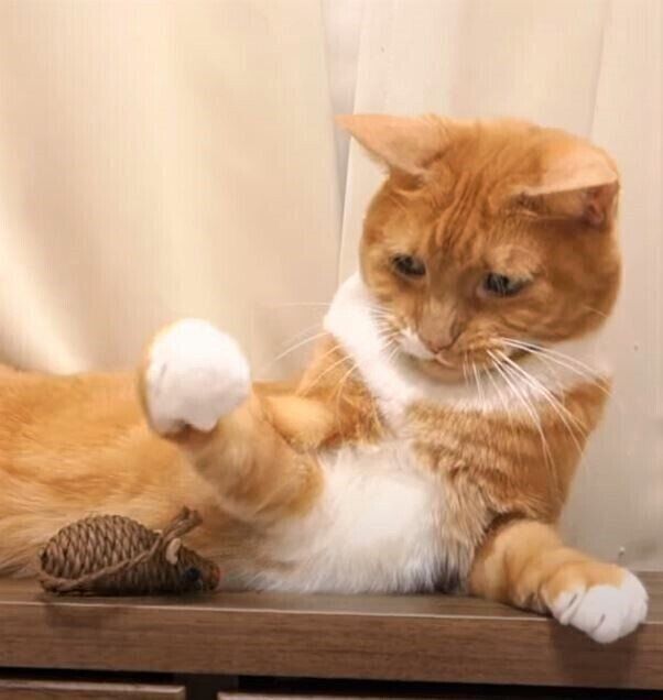 おもちゃで遊ぶ猫