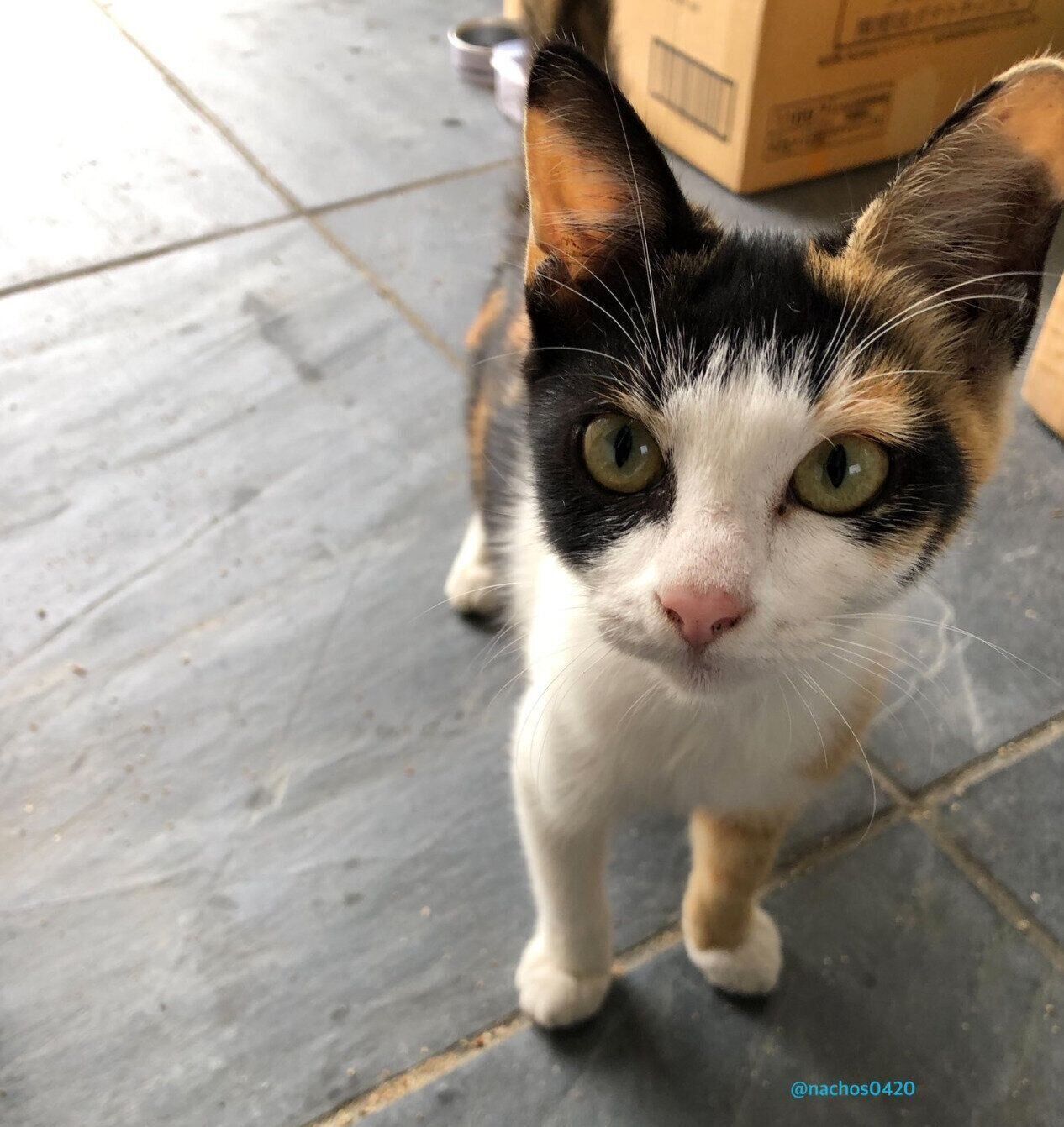 保護当時のなっちゃん